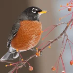 It's Official: Wisconsin Will Build with Birds in Mind