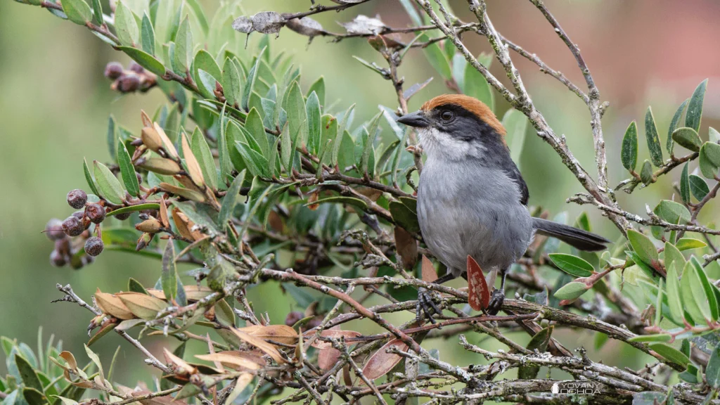 Antioquia Brushfinch. Photo by Santiago Chiquito.