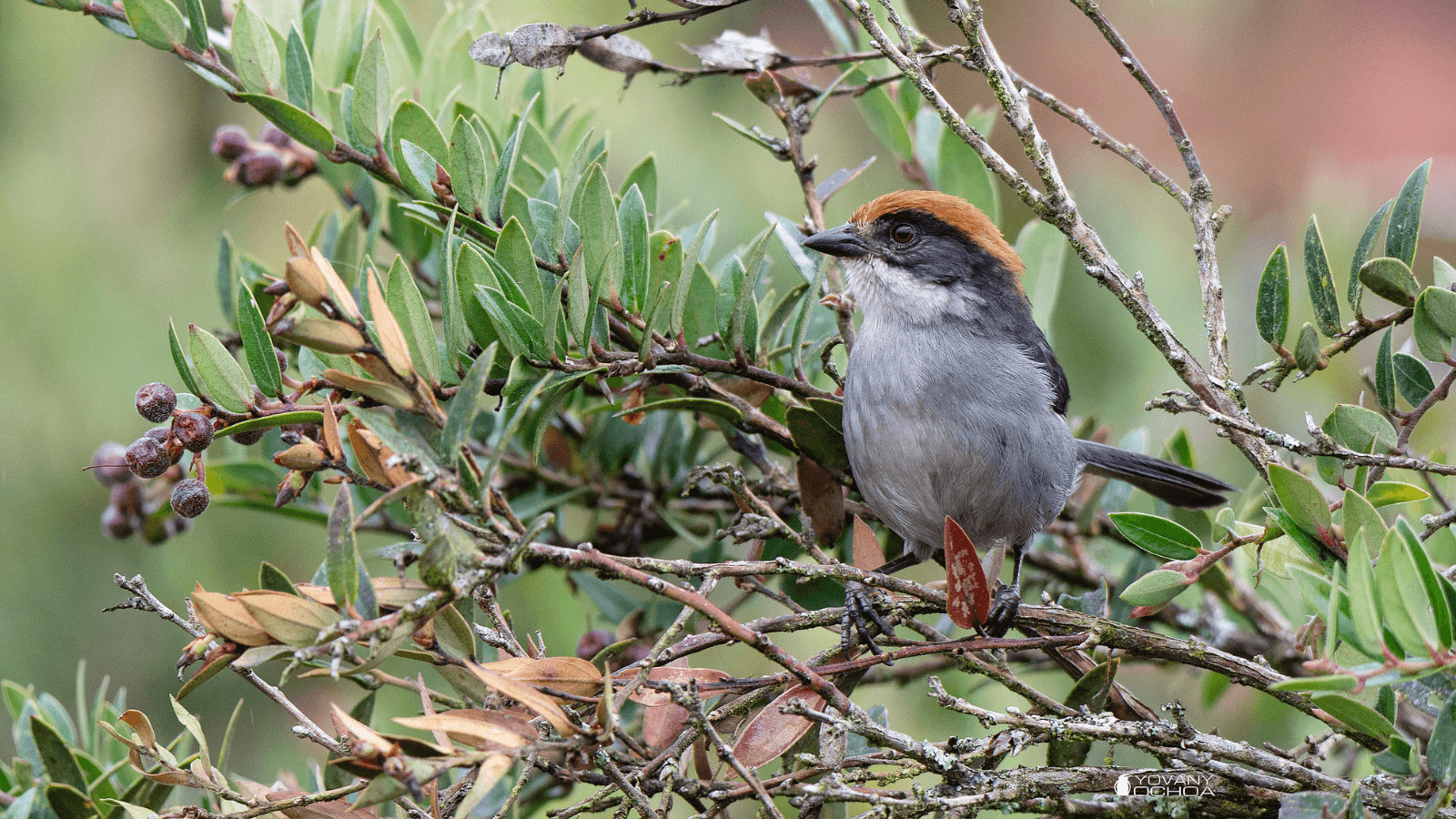 Antioquia Brushfinch. Photo by Santiago Chiquito.