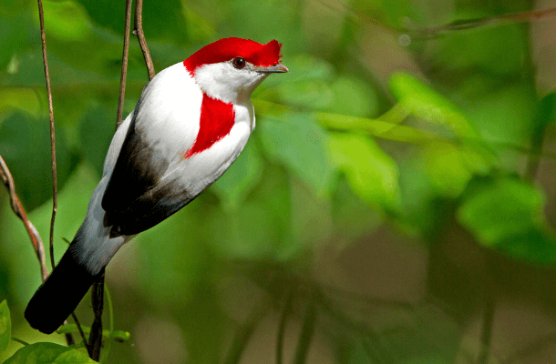 New Fund Aims to Prevent Extinction of Earth's Rarest Species