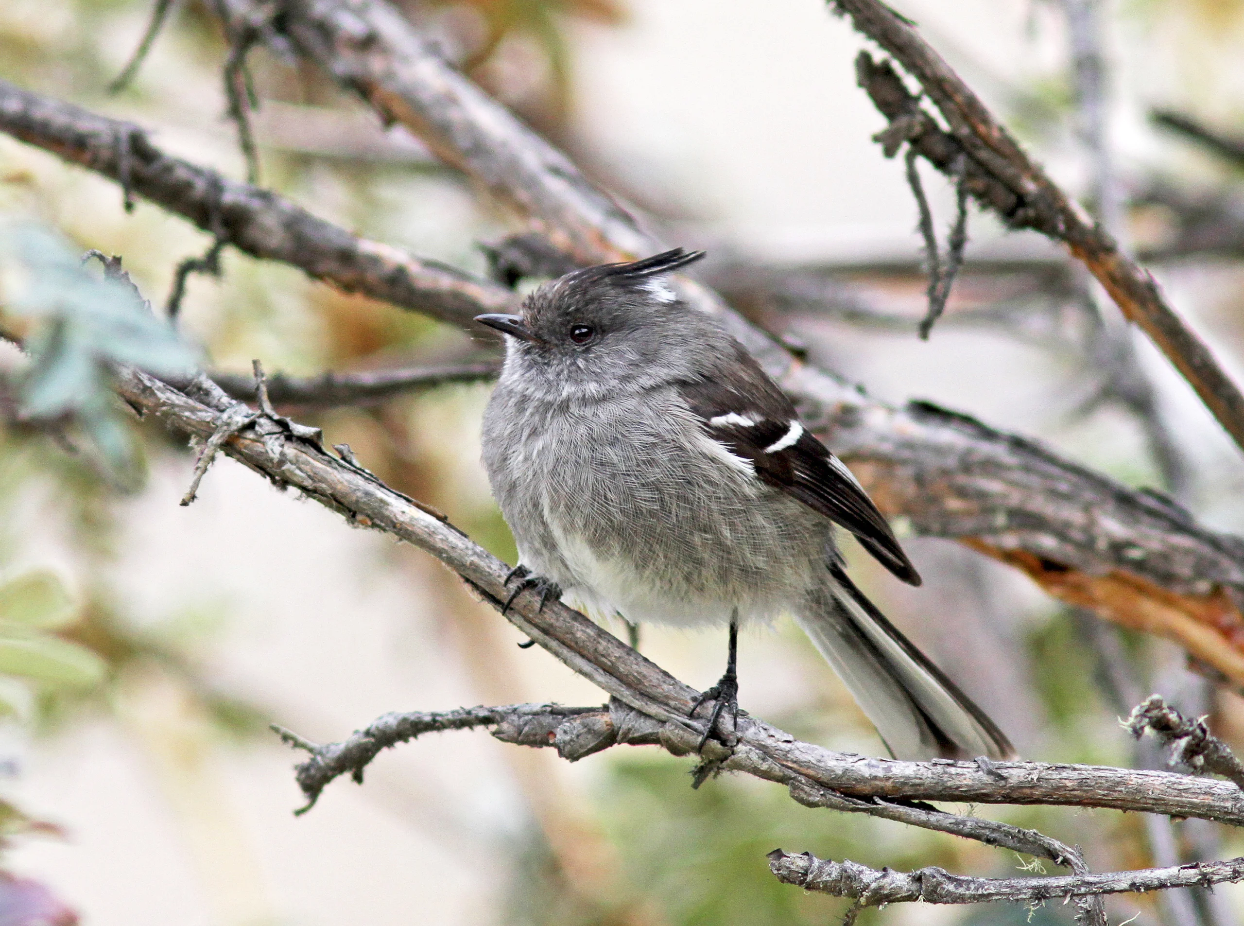 Ash-breasted Tit-Tyrant perched on branch. Photo by Agami Photo Agency, Shutterstock.