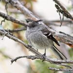 Ash-breasted Tit-Tyrant by Agami Photo Agency, Shutterstock