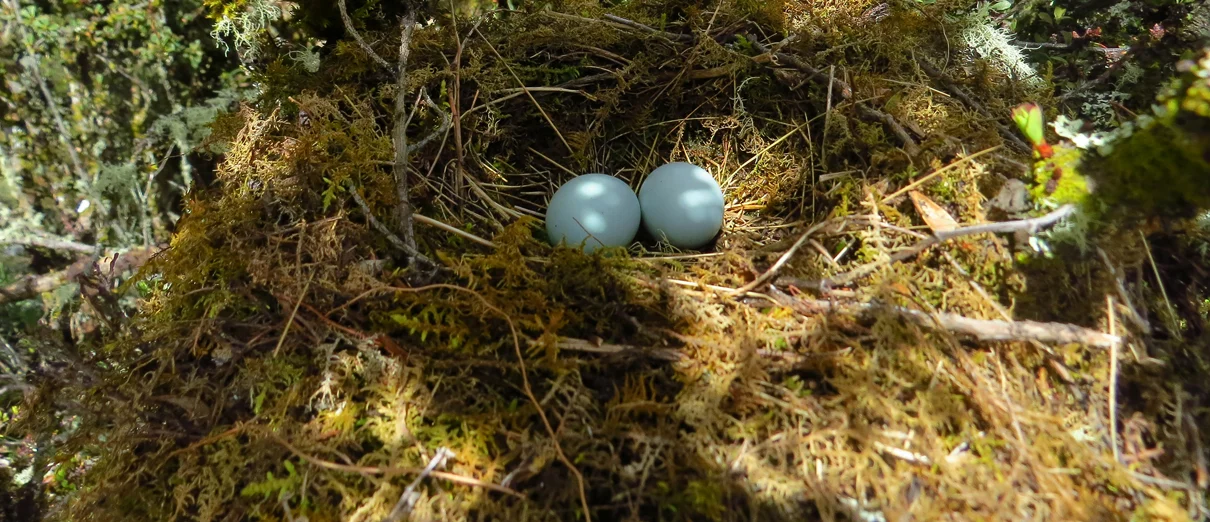 Ash-breasted Tit-tyrant nest and eggs. Photo by Steven Sevillano, Macaulay Library at the Cornell Lab of Ornithology.