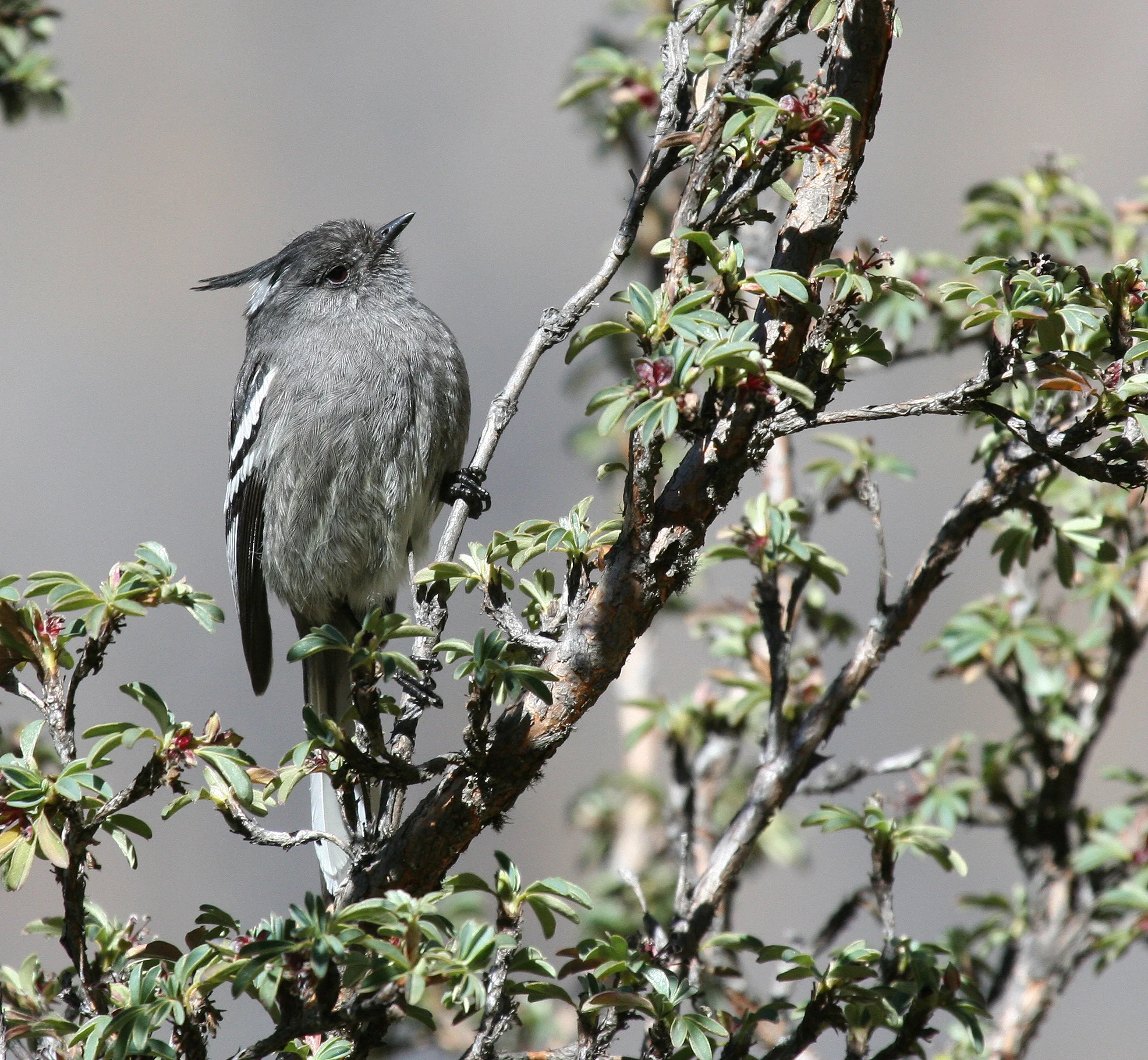 Ash-breasted Tit-Tyrant perched on branch. Photo by Fabrice Schmitt.