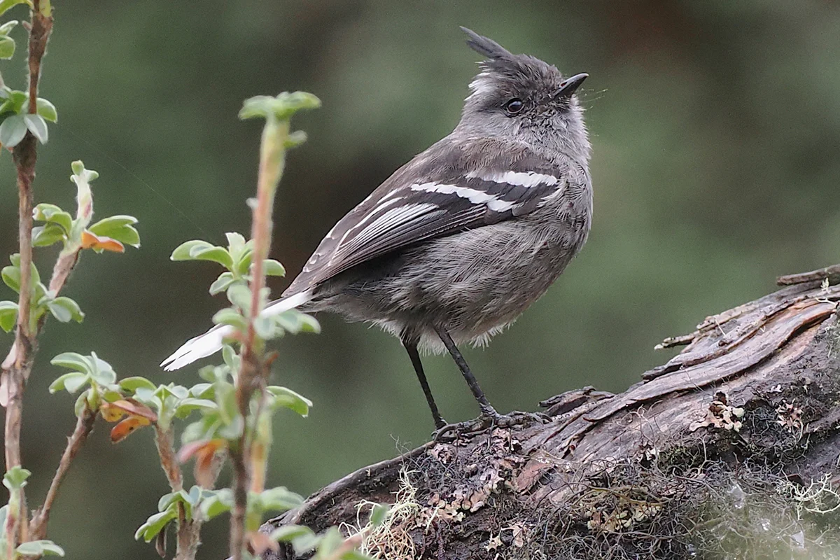 Ash-breasted Tit-tyrant. Photo by Stephan Lorenz | Rockjumper Birding Tours, Macaulay Library at the Cornell Lab of Ornithology.