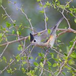 Black-crested Titmouse by Greg Homel, Natural Elements Productions