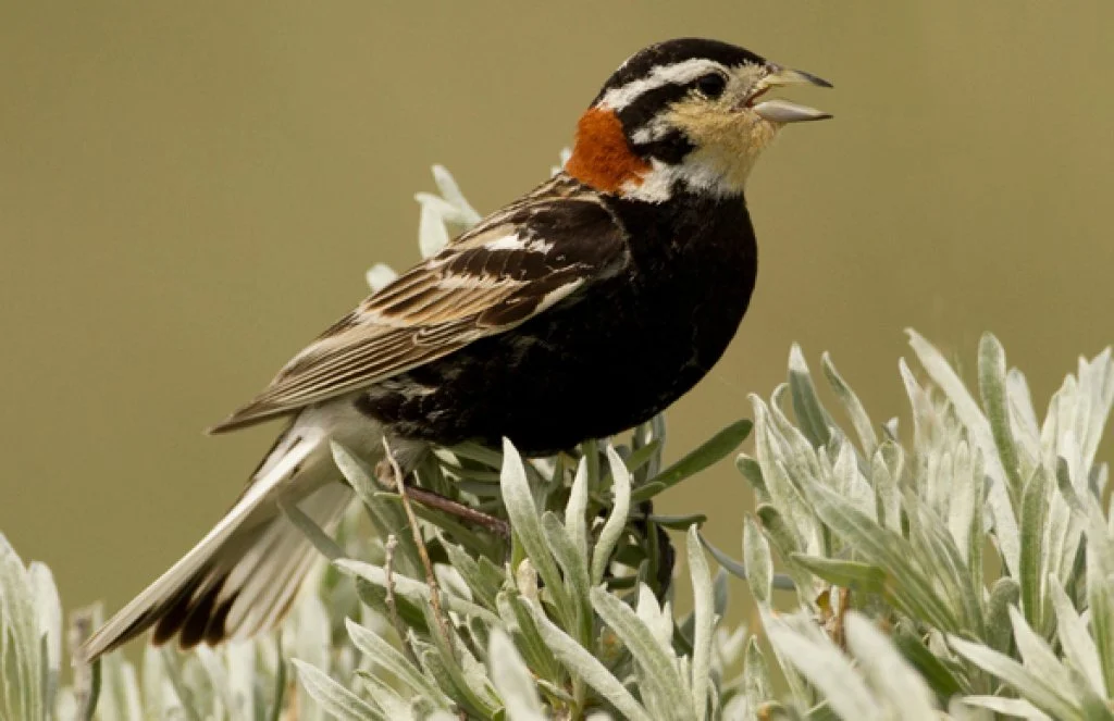 Chestnut-collared Longspur. Photo by All Canado Photos/Alamy Stock Photo.