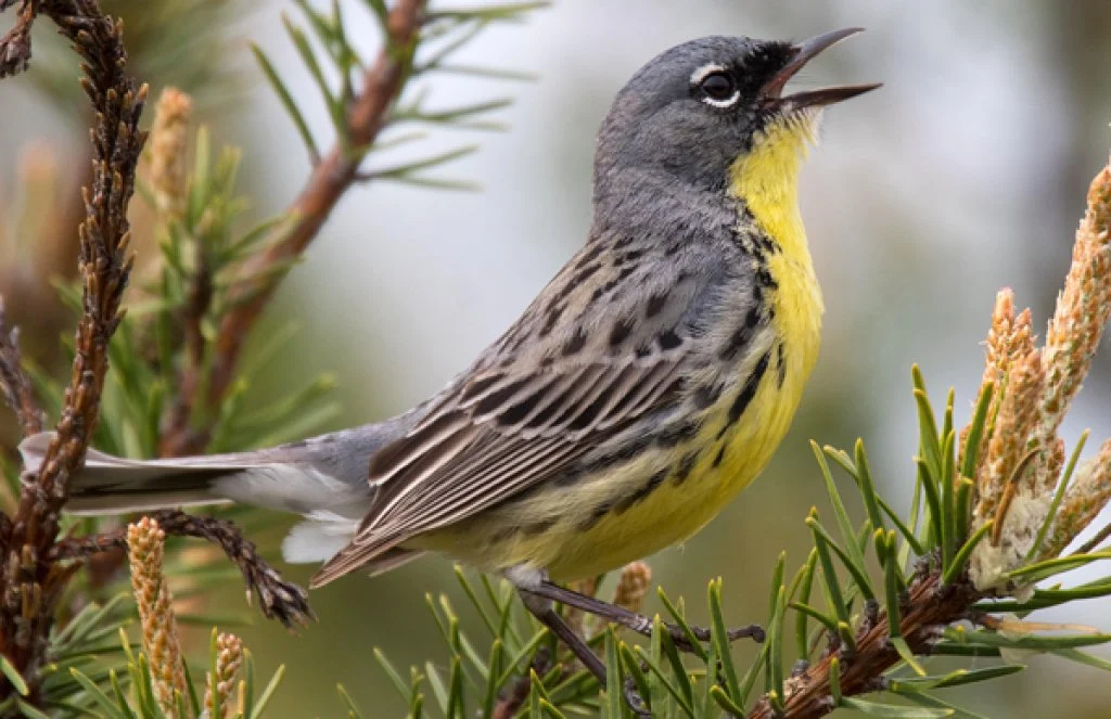 Kirtland's Warbler. Photo by Eric Wengert/Alamy Stock Photo.