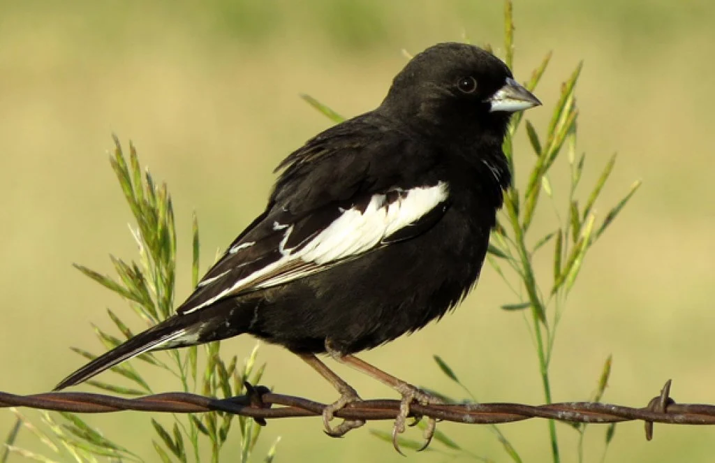 Lark Bunting. Photo by Kelly Preheim.