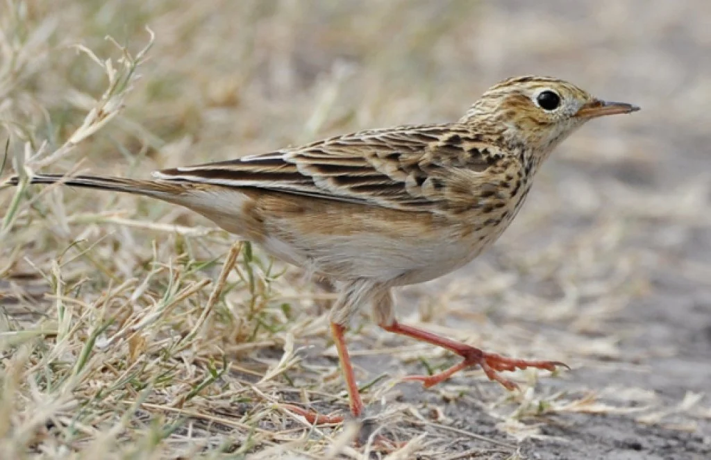Sprague's Pipit. Photo by Bryan Calk.