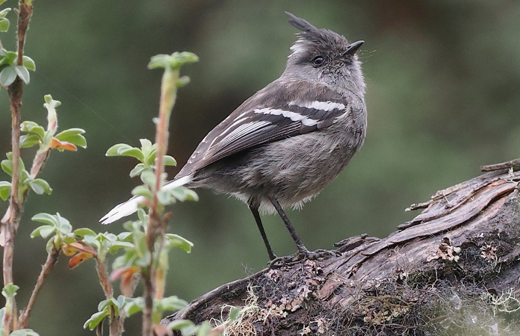 Ash-breasted Tit-Tyrant by Stephan Lorenz, Rockjumper Birding Tours, Macaulay Library