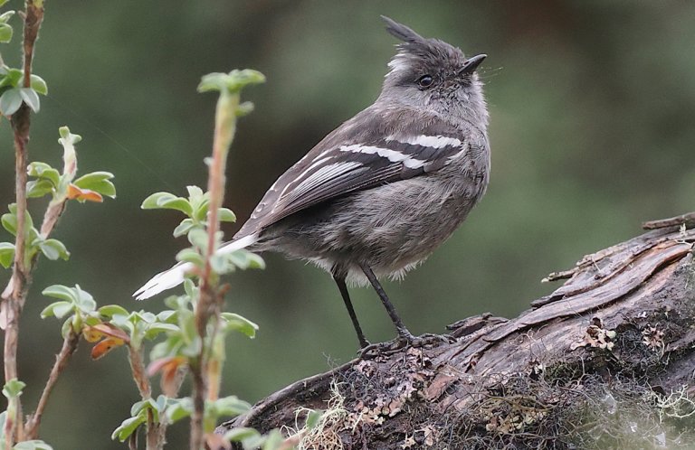 Ash-breasted Tit-Tyrant by Stephan Lorenz, Rockjumper Birding Tours, Macaulay Library