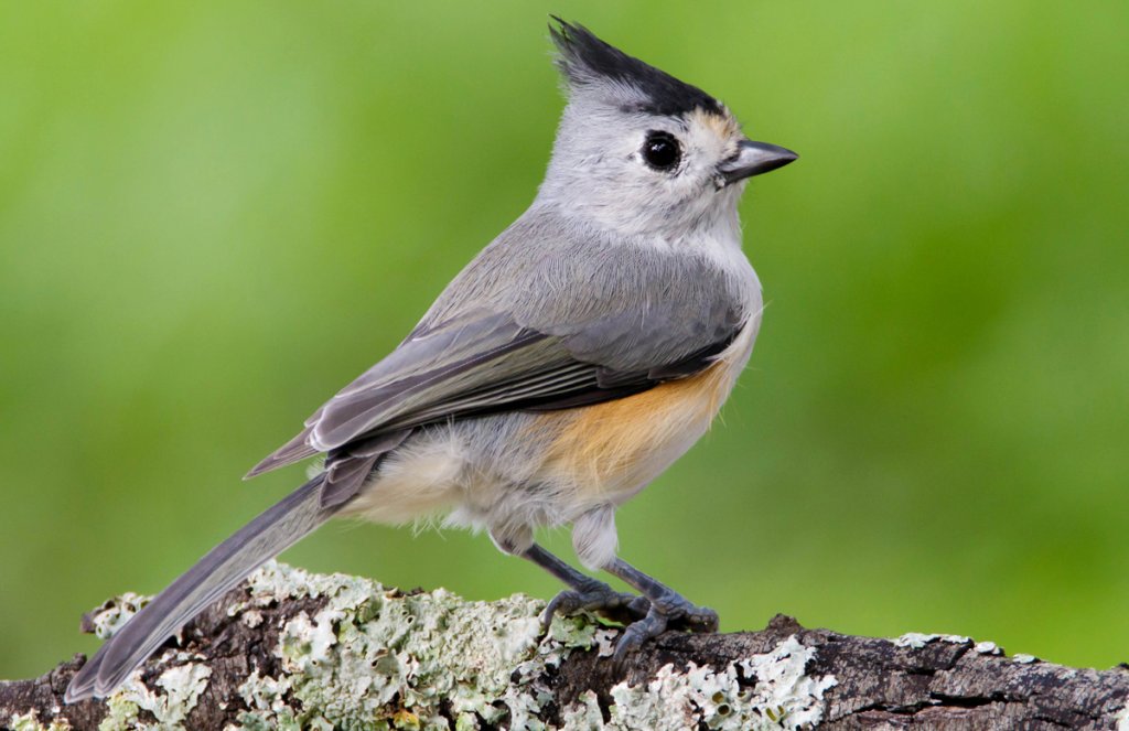Black-crested Titmouse by Wingman Photography, Shutterstock