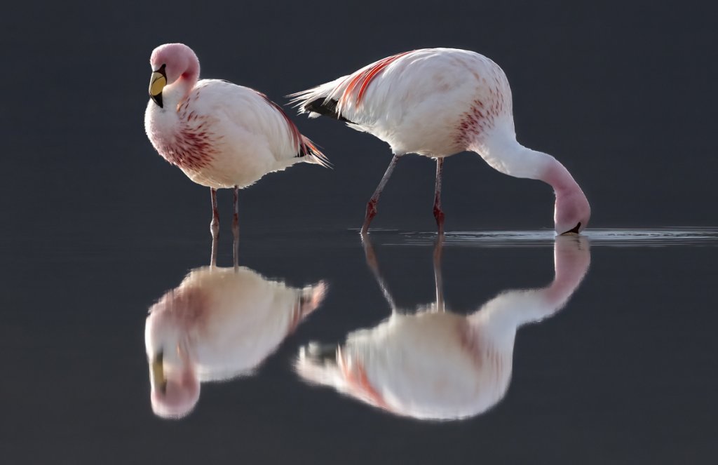 James's Flamingo. Photo by Owen Deutsch, owendeutsch.com