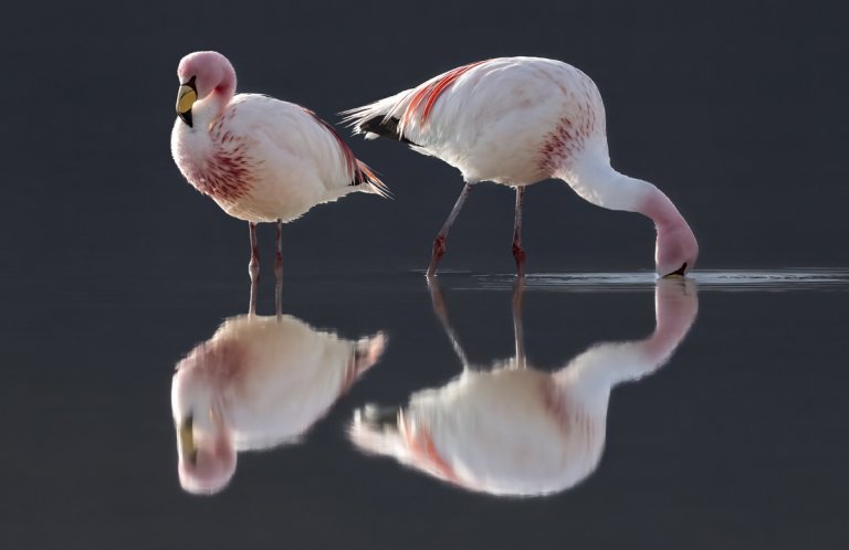 James's Flamingo. Photo by Owen Deutsch, owendeutsch.com
