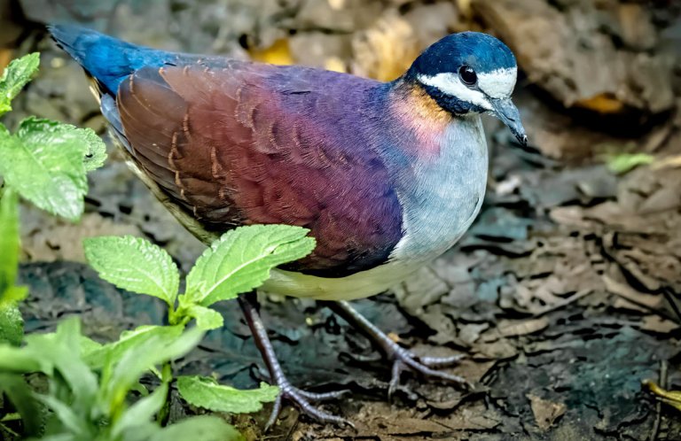 Purple Quail-Dove by Pancho Enriquez, Macaulay Library at the Cornell Lab of Ornithology