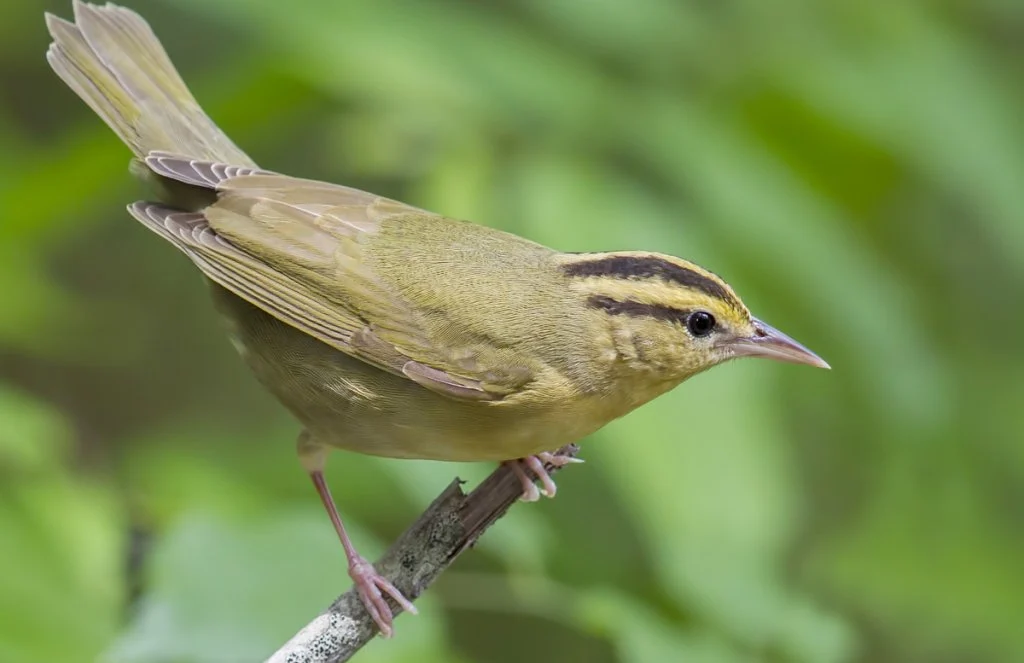 Worm-eating Warbler by Larry Master, masterimages.org