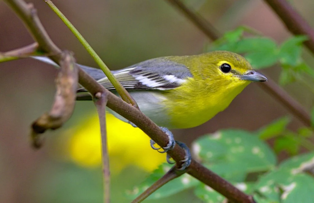 Yellow-throated Vireo by Andrew Weitzel, CC BY-SA