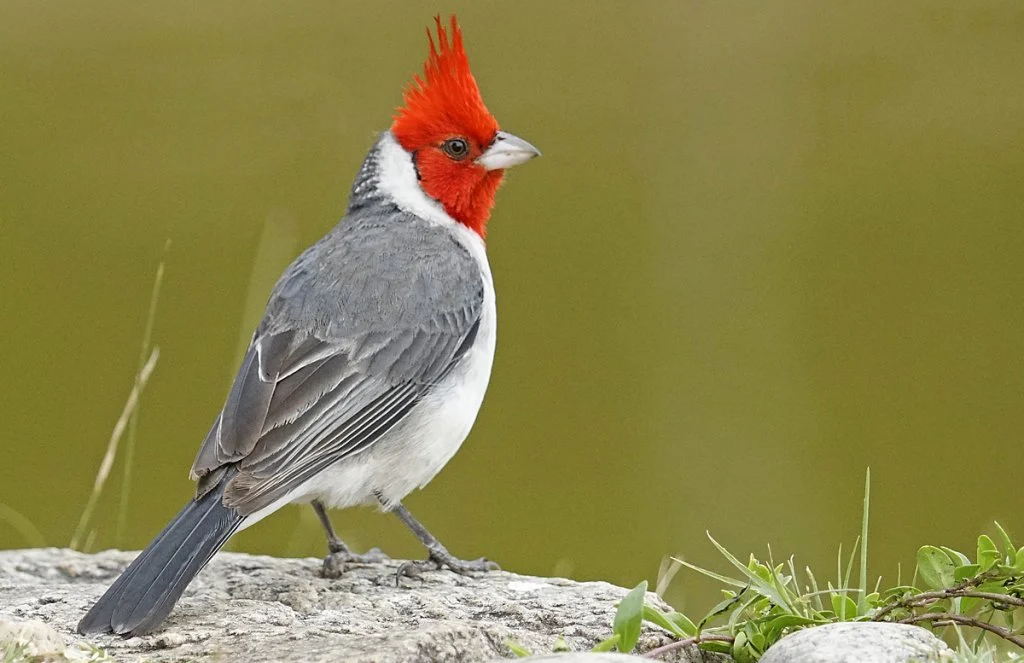 Red-crested Cardinal by Adrian Antunez, Macaulay Library at the Cornell Lab of Ornithology