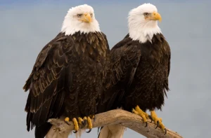 New York Fast-Track Renewable Energy Regulation Paves Way for High-Risk Wind Project