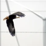 Bald and Golden Eagles are among the species at risk from poorly sited wind turbines. Photo by Louise Redcorn