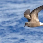 Hawaiian Electric Co. and Maui County Face Lawsuit to Protect Imperiled Hawaiian Seabirds