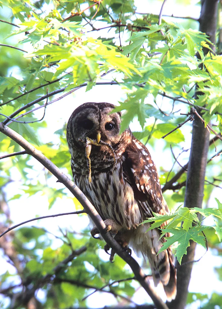 Barred Owl with prey. Photo by Ralph Wright.