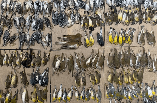 Mass Bird Deaths in New York City Due to Storm, Lights, and Glass