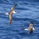 Conservationists Pen Action Plan to Protect Extremely Elusive and Endangered Seabird