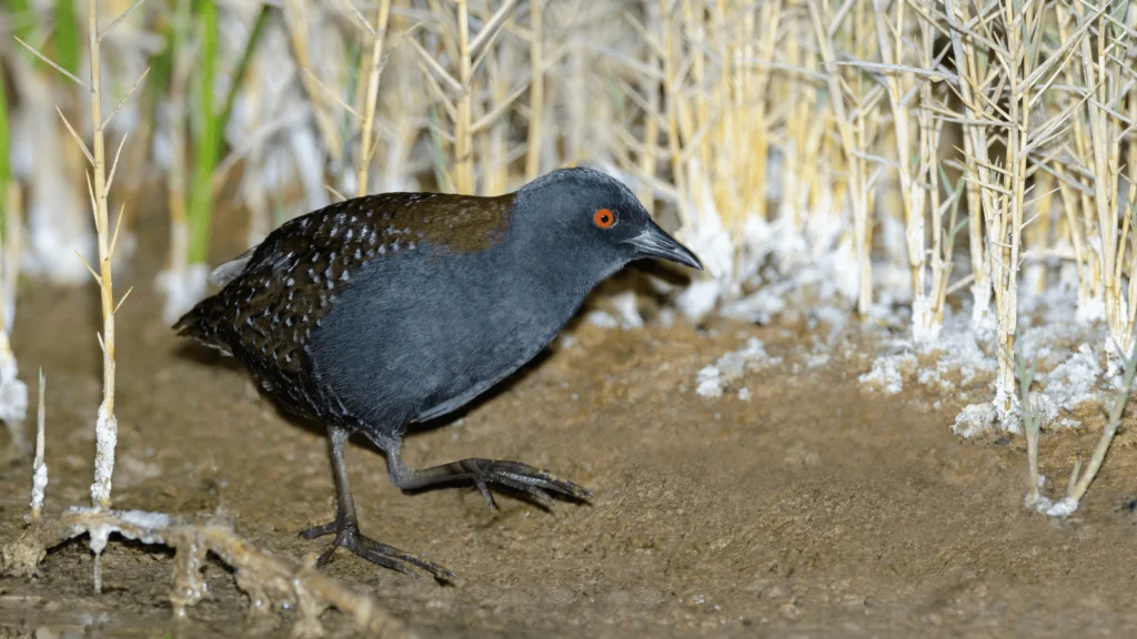 Can the Black Rail Be Saved?