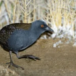 Can the Black Rail Be Saved?