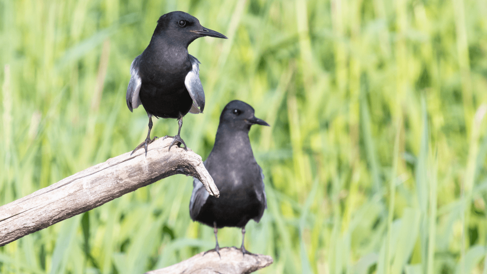 Black Tern Populations Are in Decline. Researchers Are Trying to Find Out Why