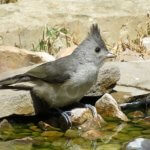 Black-crested Titmouse, juvenile by Paul Sellin, Macaulay Library at the Cornell Lab of Ornithology