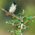 Black-crested Titmouse by Nagel Photography, Shutterstock