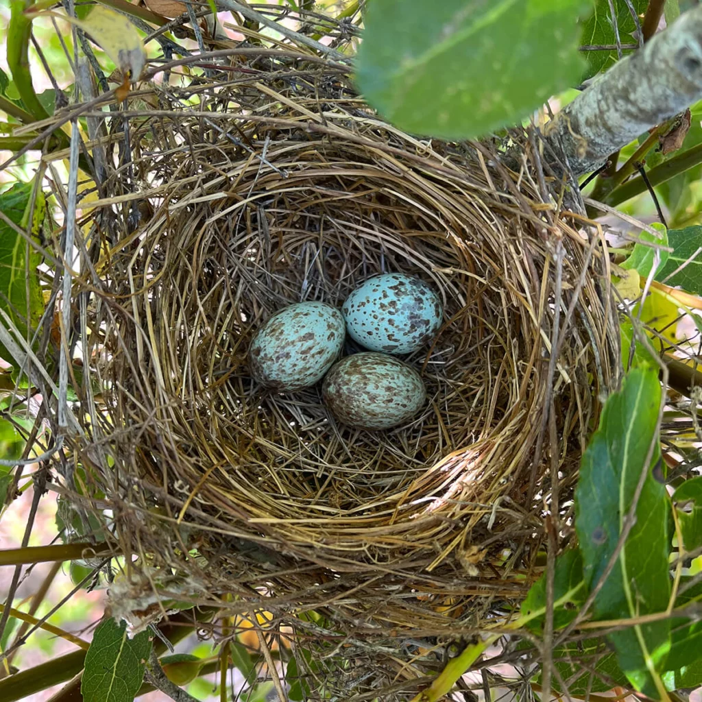 Black-headed Grosbeak nest and eggs. Photo by Brian Sullivan, Macaulay Library at the Cornell Lab of Ornithology.