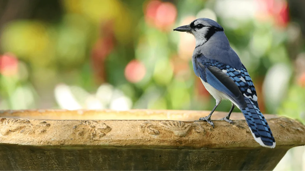 Blue Jay. Photo by Jillian Cain Photography/Shutterstock.