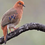 Blue-eyed Ground-Doves skulk in white-sand scrub only in the Botumirim area of eastern Brazil. Photo by Ciro Albano