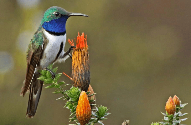 Recently Named Rare Hummingbird Gets Reserve - American Bird