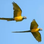 Barba Azul Nature Reserve: Bolivia's First Nationally Recognized Private Reserve in Almost a Decade