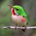 Broad-billed Tody. Photo by Daniel J. Lebbin.