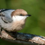 Brown-headed Nuthatch