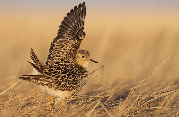 Migratory Birds to Regain Federal Protections, but to Reverse Declines, More Action Needed