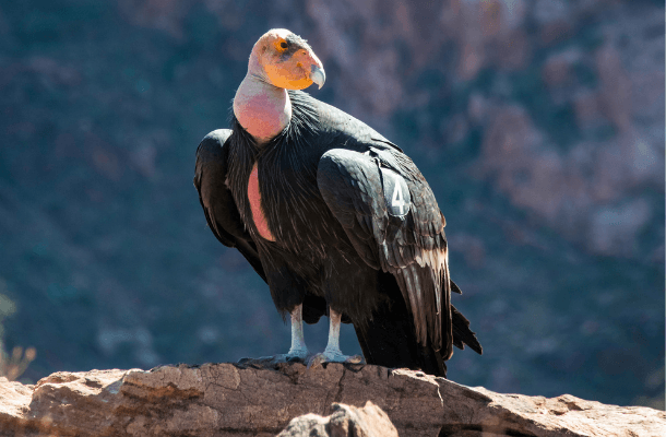 Review Begins for Permitting Incidental Take of California Condors at Wind Energy Facility