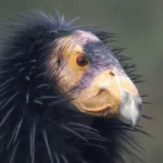 Recent Condor Deaths from Avian Flu Are a Reminder of the Species' Precarity