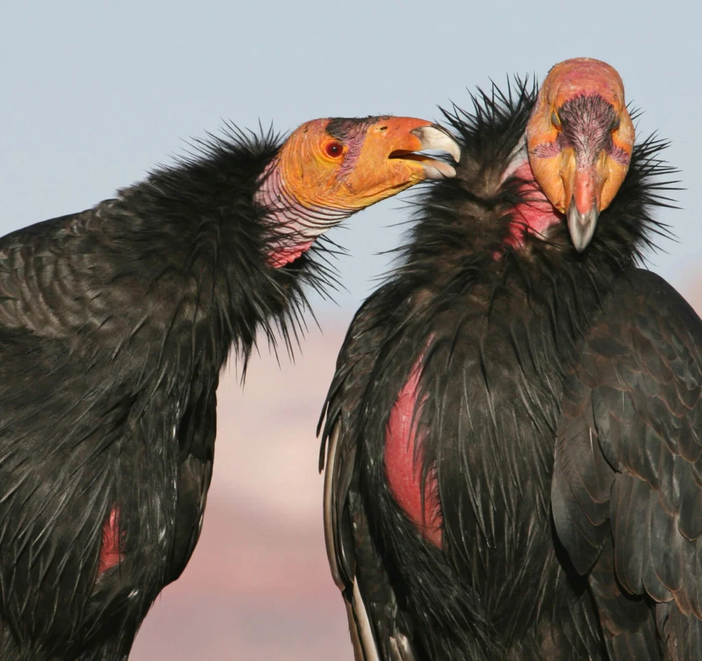 California Condors. Photo by MTKhaled Mahmud, Shutterstock
