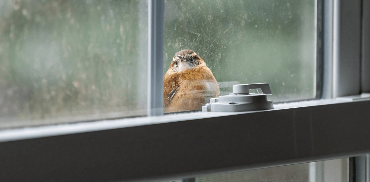 Lake County, Illinois Rules That Homes Must Prevent Bird Collisions – A National First