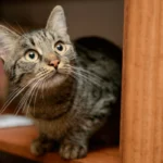 Keeping cats indoors is safer for cats, people, and wildlife. ABC has numerous resources to help pet owners transition their cats to full-time indoor living, including enrichment activities, literature, and more. Photo by Nikita Starichenko/Shutterstock