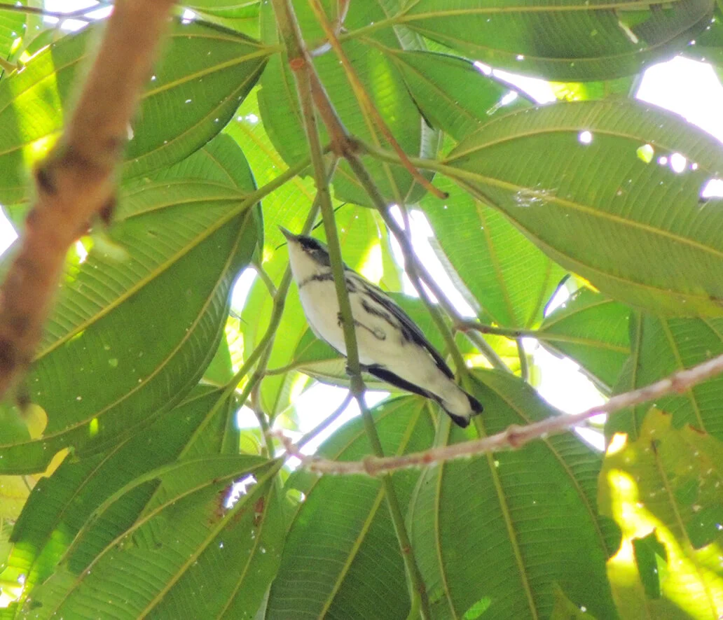 Cerulean Warbler at Narupa Reserve, Ecuador. Photo by Juan Carlos Crespo.