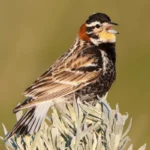 Chestnut-collared Longspurs are among the beneficiaries of windmill removal in eastern Montana. Photo by Tim Zurowski