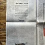 American Bird Conservancy ran a PSA in the Chicago Tribune print newspaper on October 10th, 2023 to draw attention to the tragic bird event that occurred and the overall threat of collisions. 